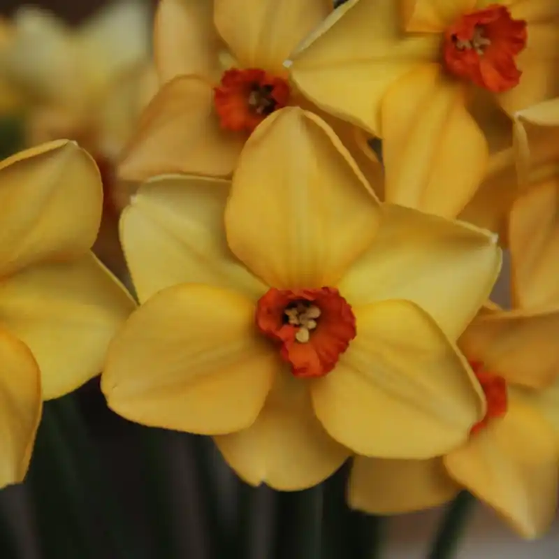 Narcissus ‘Dear Lotte‘ | Topdeal