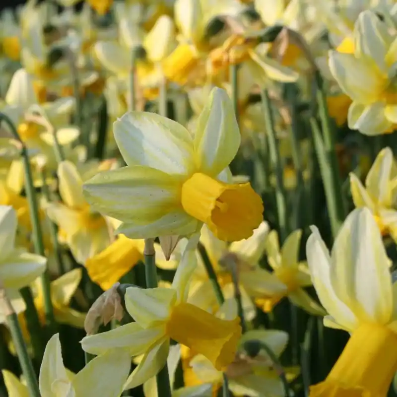Net binnen - Narcissus ‘Mother Duck‘