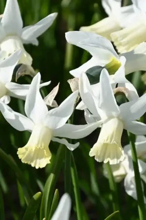 Aanbieding - Narcissus ‘Jenny‘