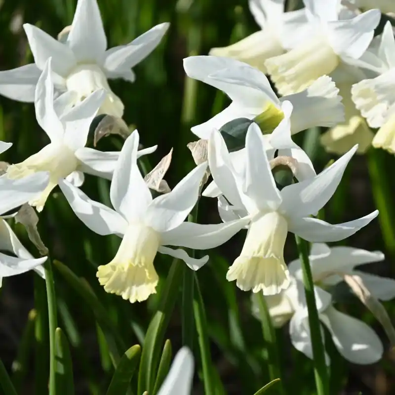 Aanbieding - Narcissus ‘Jenny‘