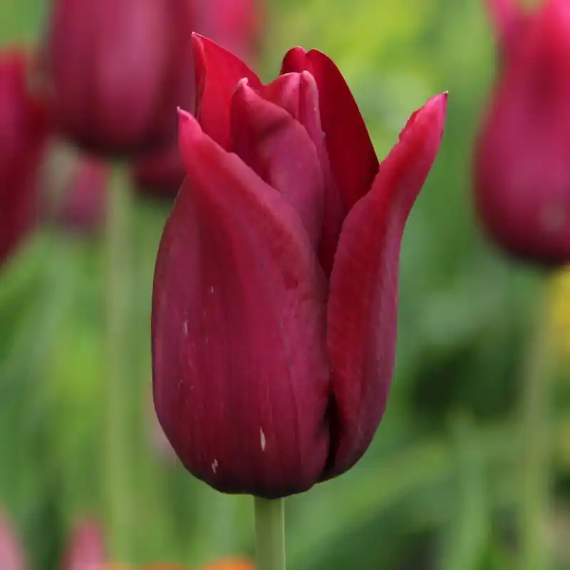 Nu beschikbaar - Tulipa ‘Merlot‘