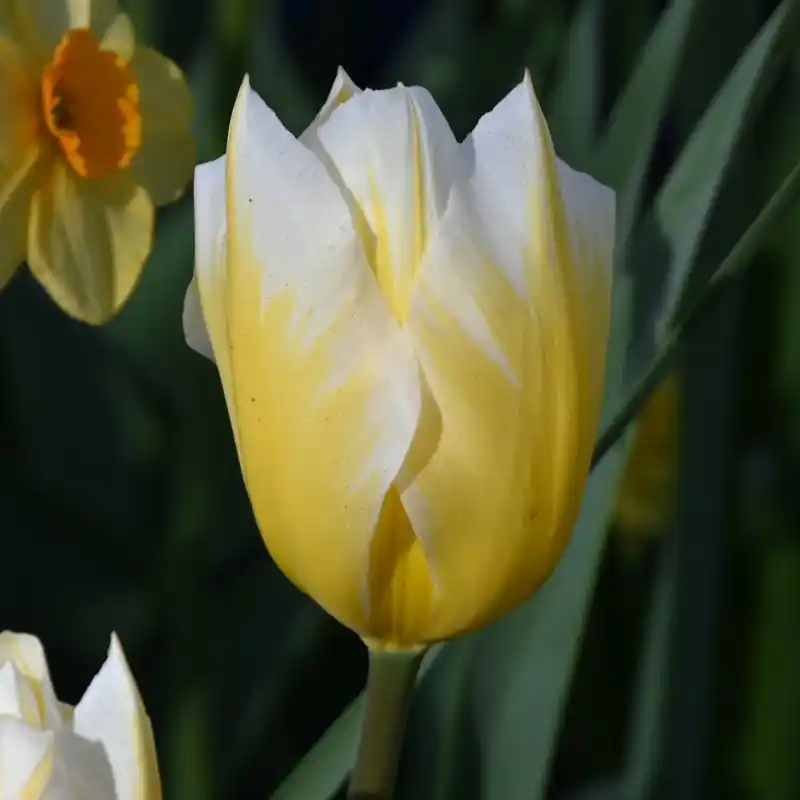 Tulipa ‘Sweetheart‘ | Snelle levering
