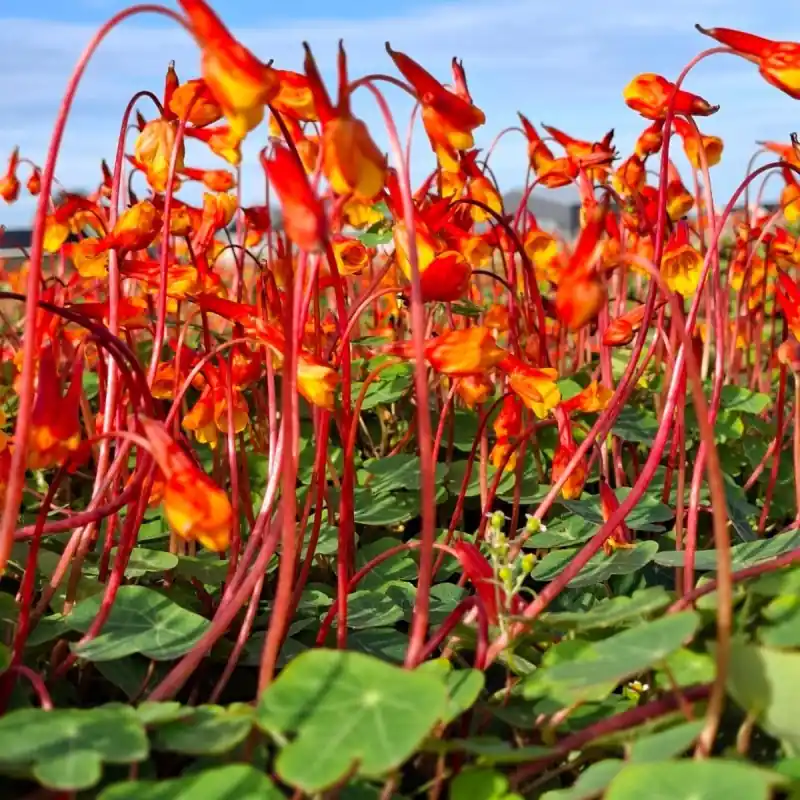 Alleen deze week - Tropaeolum tuberosum