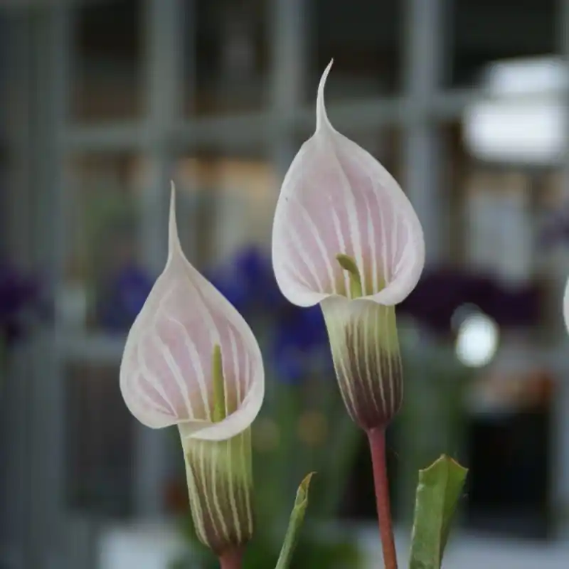 Op voorraad - Arisaema candidissimum