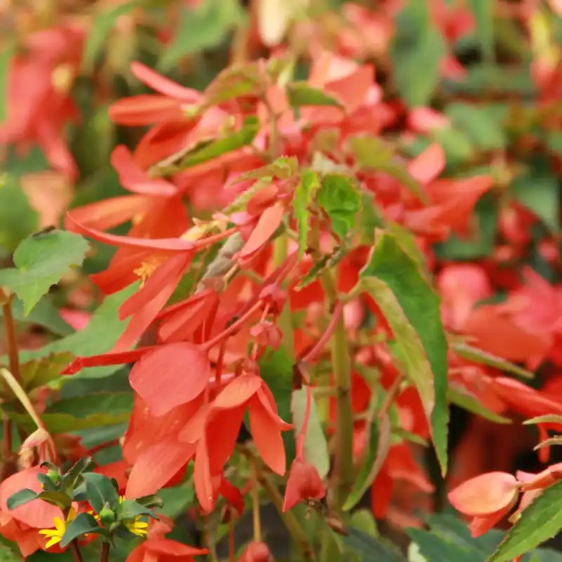 Veel gevraagd - Begonia bertinii