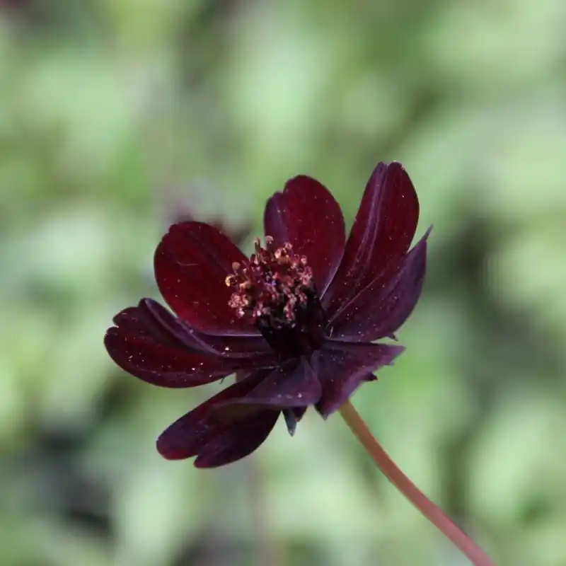 Nieuw binnengekomen | Cosmos atrosanguineus