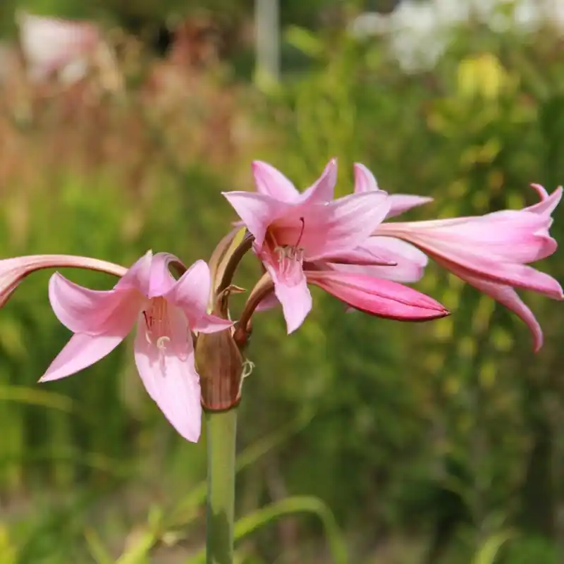 Crinum x powellii - Superprijs