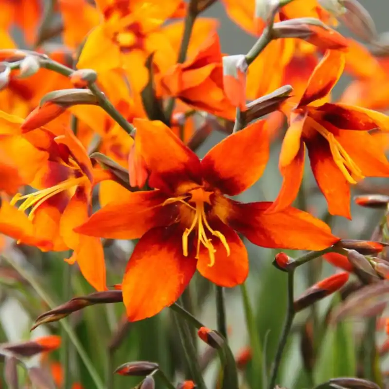 Extra voordeel | Crocosmia ‘Emily Mckenzie‘