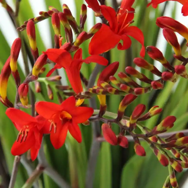 Crocosmia ‘Lucifer‘ - Deal