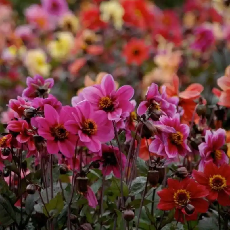 Lage prijs - Dahlia ‘Breeders Mix‘ -BIO-