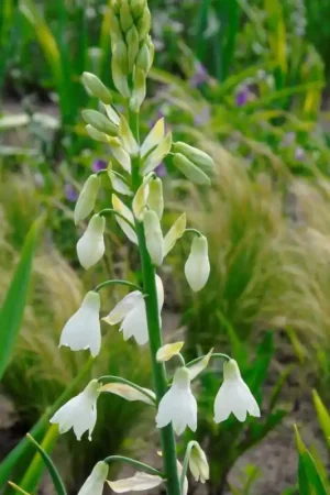 Aanbieding loopt bijna af - Galtonia candicans