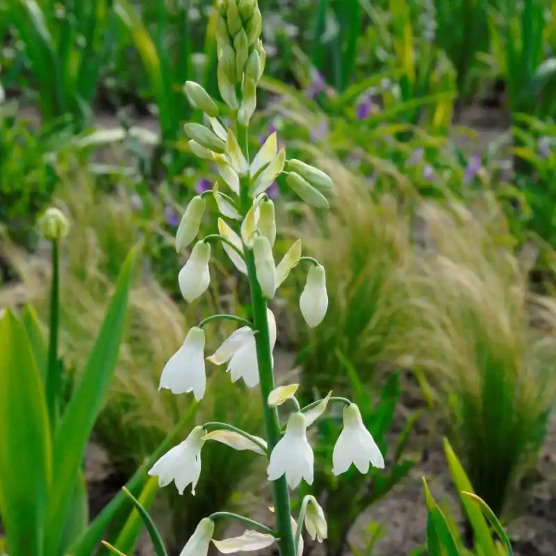 Aanbieding loopt bijna af - Galtonia candicans