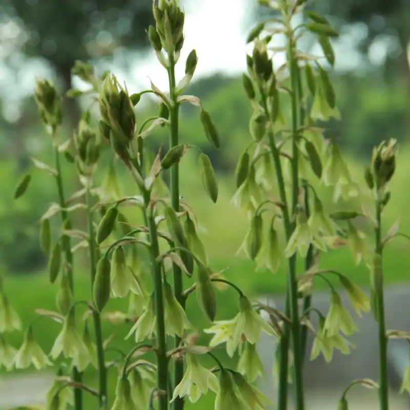Galtonia viridiflora - Bespaar meer