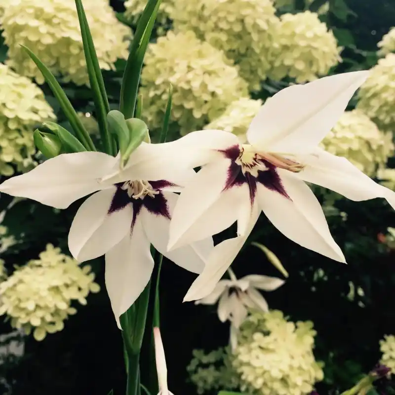 Gladiolus callianthus ‘Murielae‘ - Direct beschikbaar