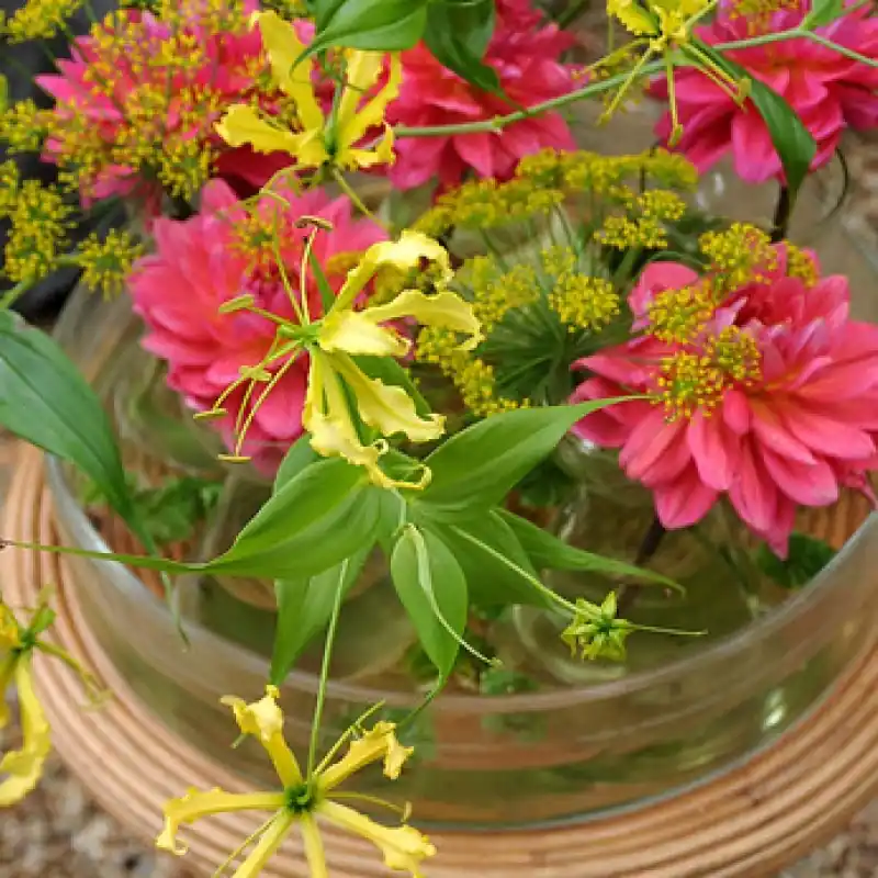 Gloriosa ‘Lutea‘ - Populair
