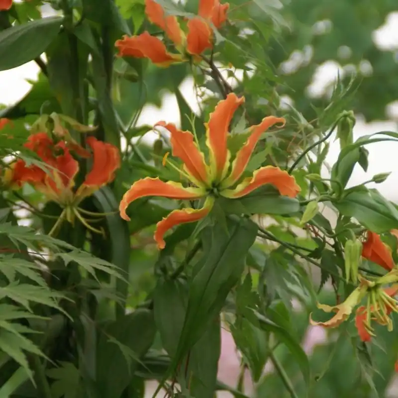 Hoog gewaardeerd | Gloriosa superba