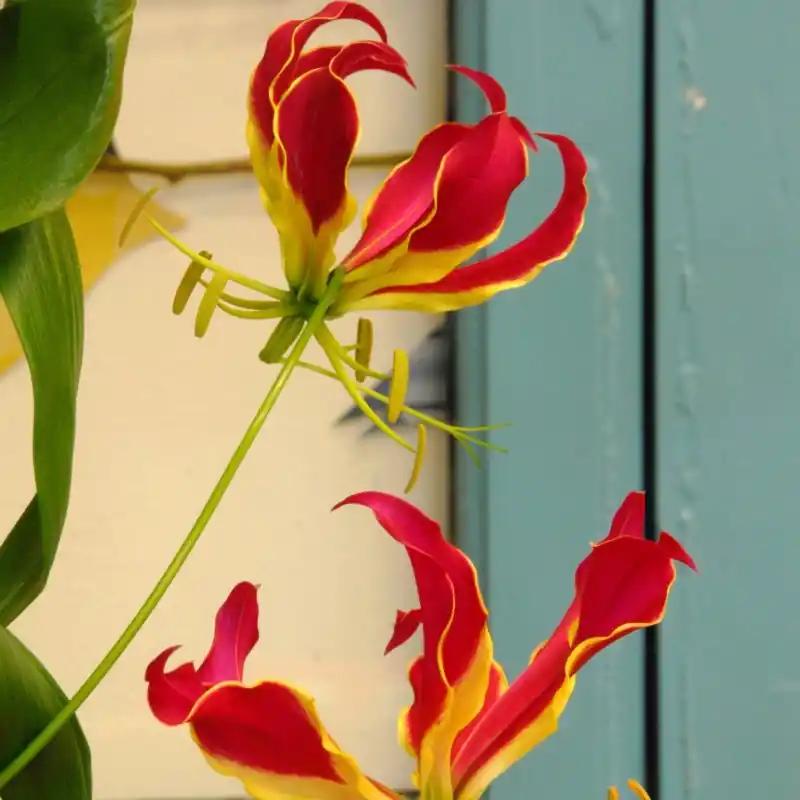 Gloriosa ‘Rothschildiana‘ - Voordeelprijs