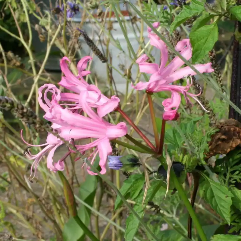 Nieuw binnen - Nerine bowdenii
