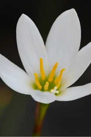 Zephyranthes candida - Bespaar meer