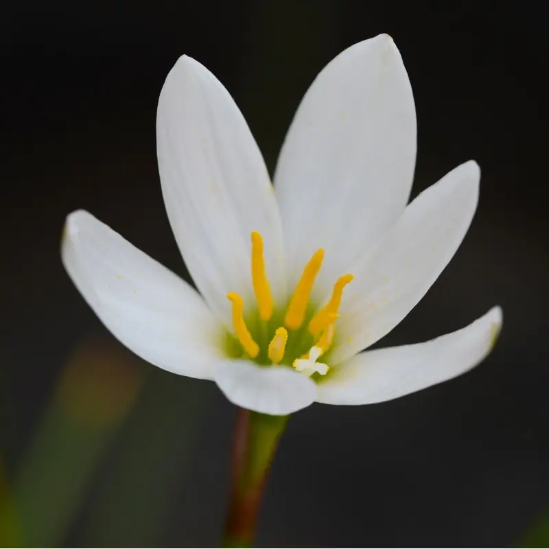 Zephyranthes candida - Bespaar meer