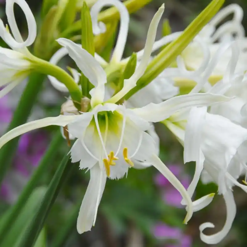 Hymenocallis festalis ‘Zwanenburg‘ - Populair bij klanten