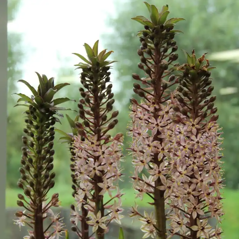 Veilig betalen - Eucomis comosa