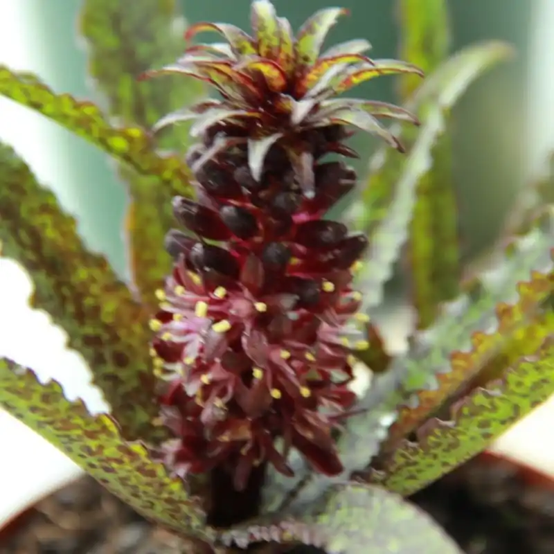 Eucomis vandermerwei ‘Octopus‘ | Scherpe prijs