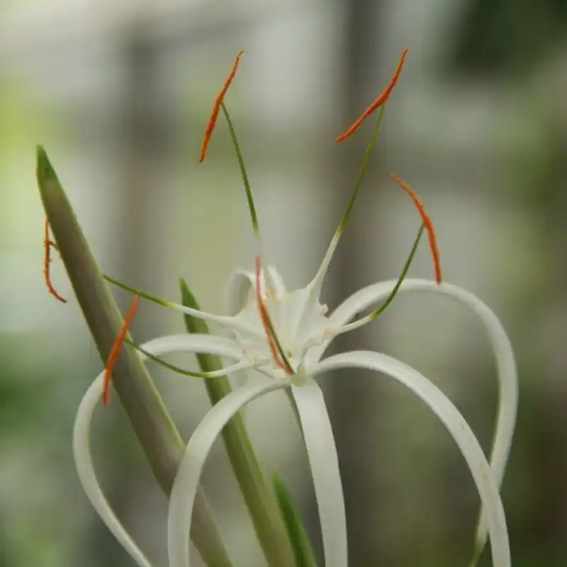 Actieprijs - Hymenocallis harrisiana