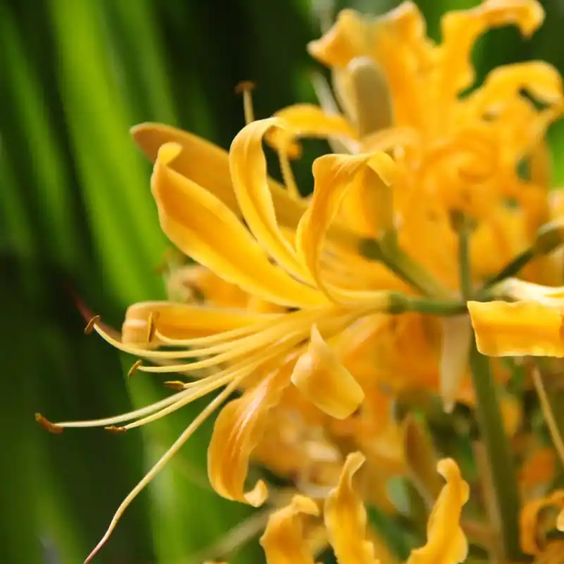 Op voorraad - Lycoris aurea