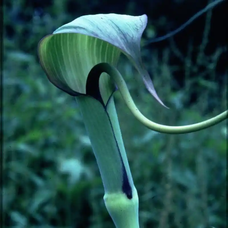Net binnen | Arisaema tortuosum