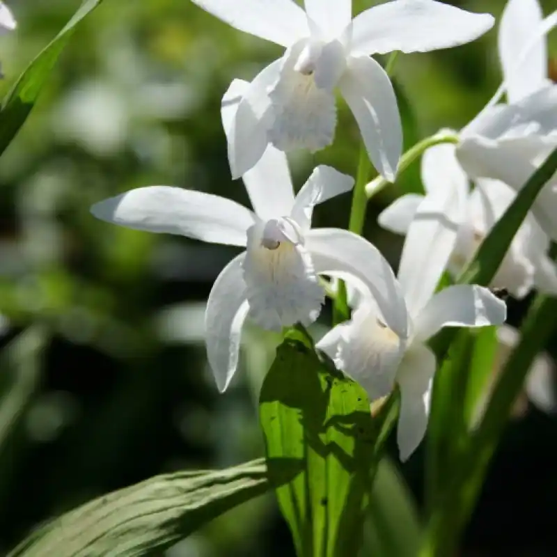 Bletilla striata ‘Alba‘ | Nieuw product