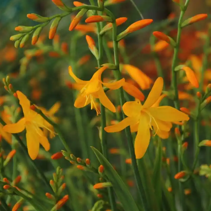 Gratis retourneren | Crocosmia ‘George Davison‘