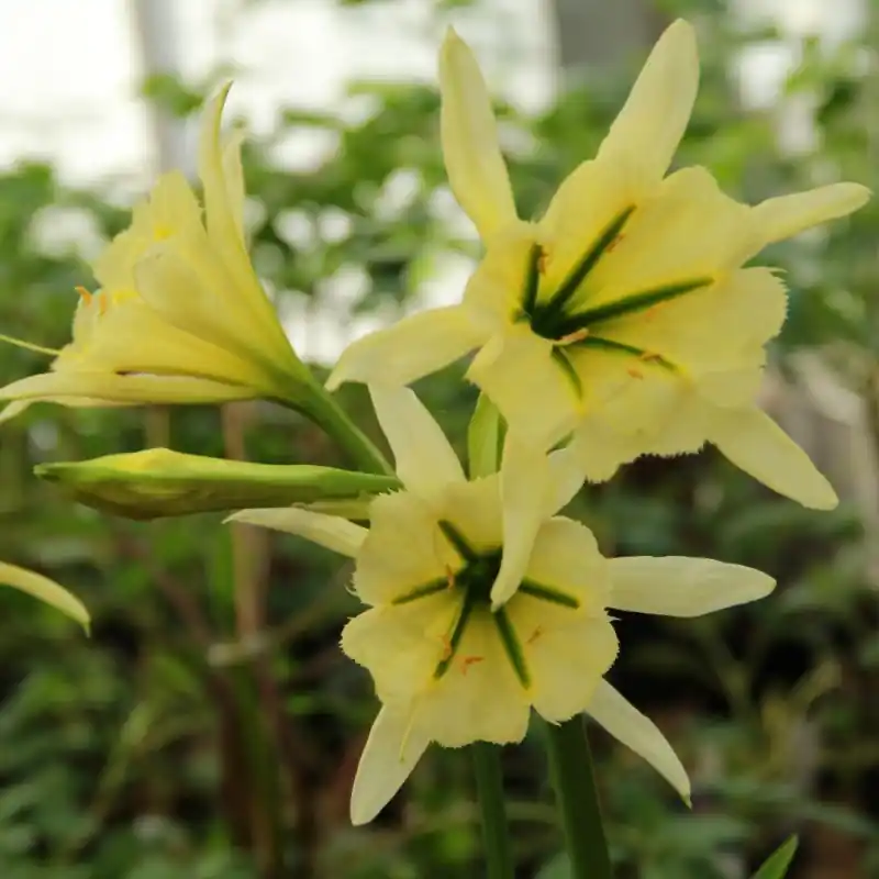 Bestseller | Hymenocallis ‘Sulphur Queen‘