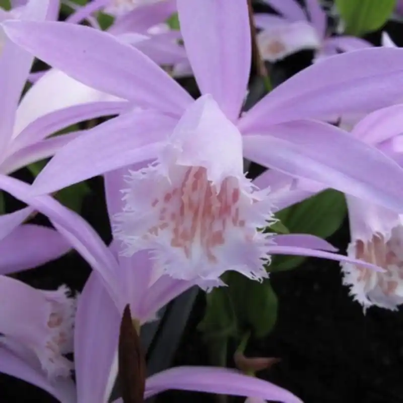 Pleione formosana - Topkwaliteit