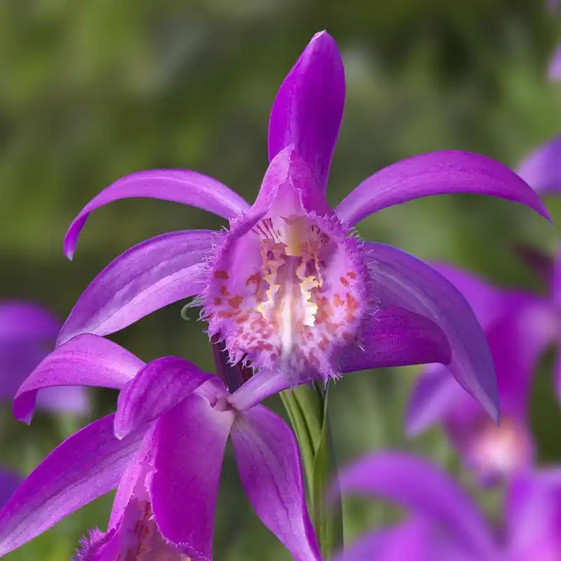 Flitsaanbieding - Pleione ‘Tongariro‘