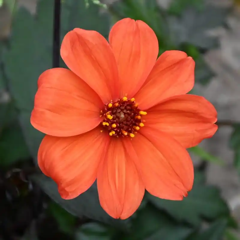 Dahlia ‘Bishop of Oxford‘ - Veel gevraagd