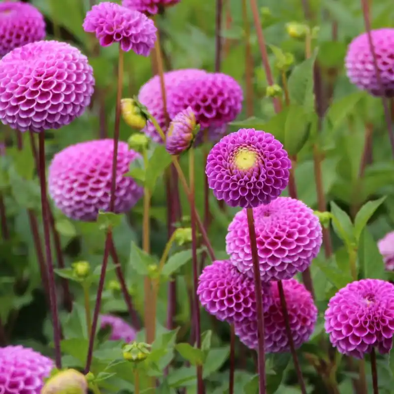 Rechtstreeks uit de fabriek - Dahlia ‘Franz Kafka‘
