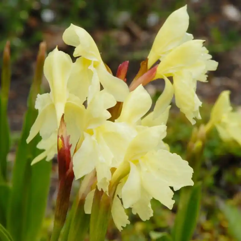 Nieuw gelanceerd | Roscoea ‘Beesiana‘