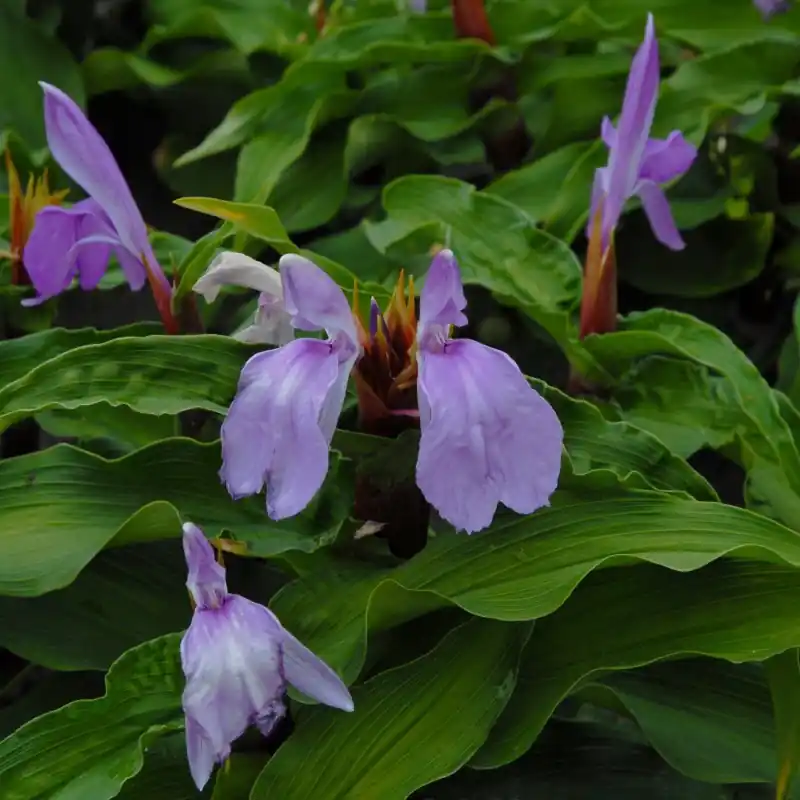 Roscoea purpurea | Veel gekozen