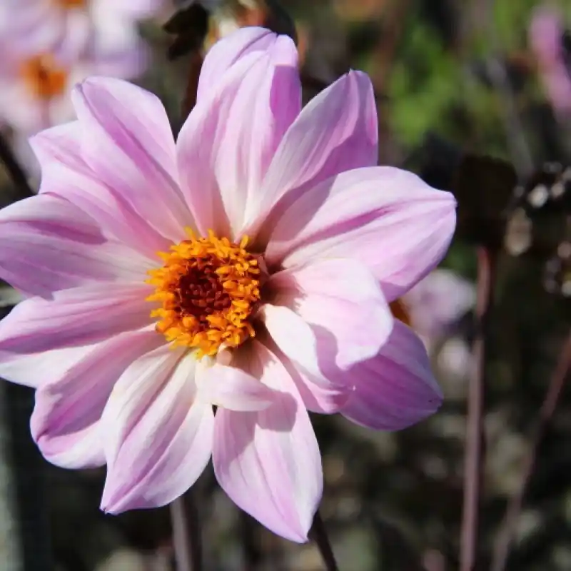 Dahlia ‘Bishop of Leicester‘ - Prijs verlaagd