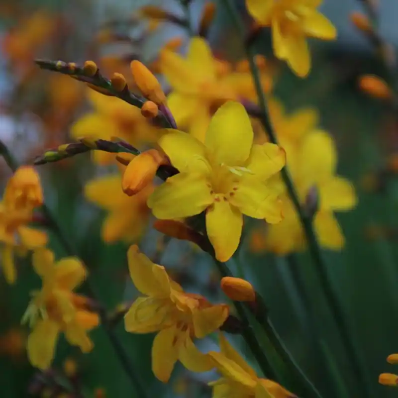 Crocosmia ‘Columbus‘ - Actieprijs