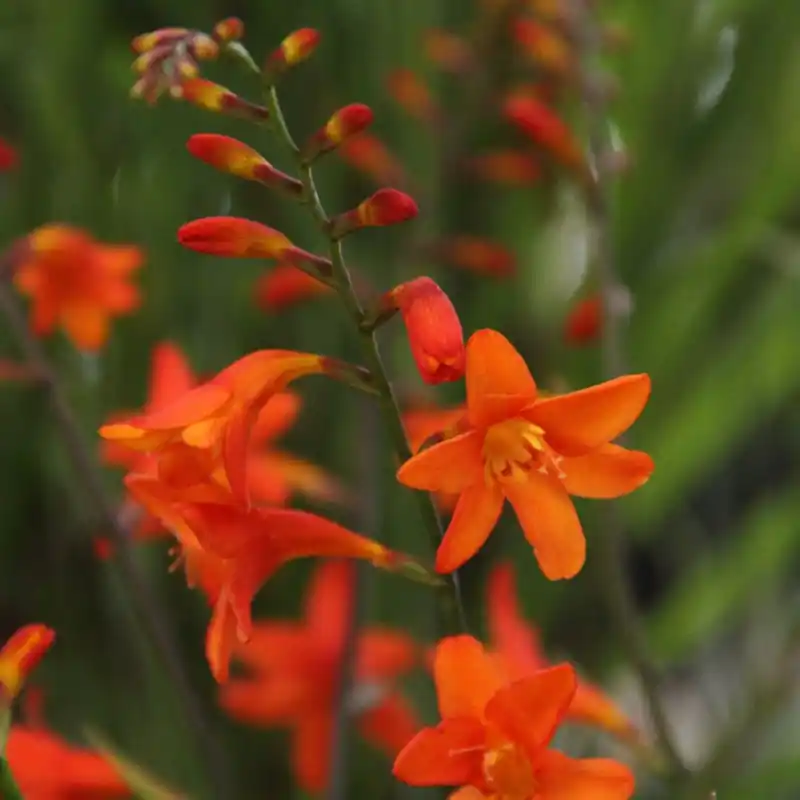 Topkwaliteit | Crocosmia ‘Lady Ann‘