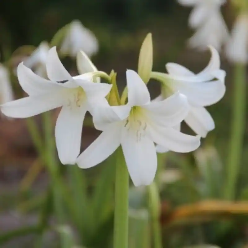 Prijsverlaging | Crinum x powellii ‘Album‘
