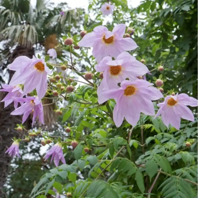 Op voorraad - Dahlia imperialis