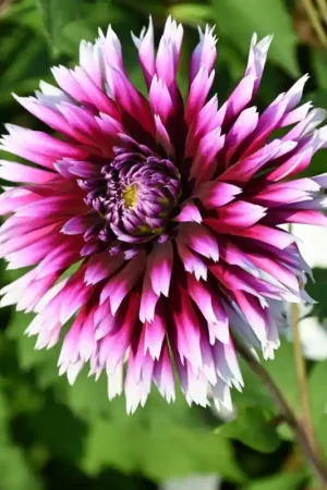 Aanbieding | Dahlia ‘Alauna Clair-Obscur‘
