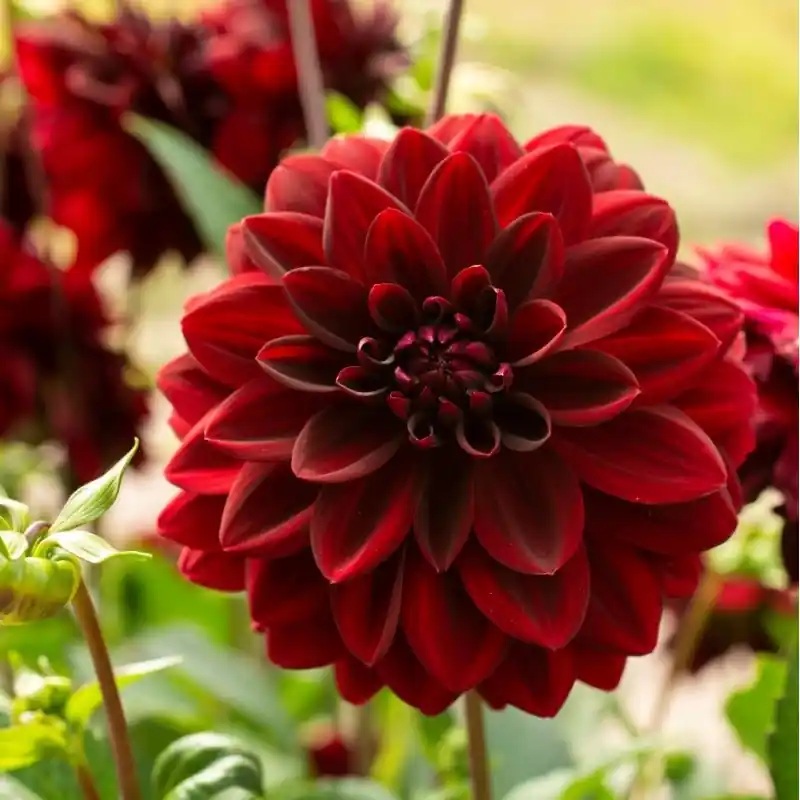 Populair - Dahlia ‘Arabian Night‘