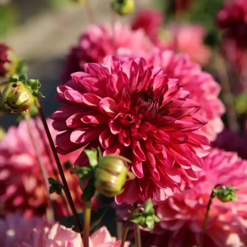 Dahlia ‘Bacardi‘ | Zeer goed beoordeeld