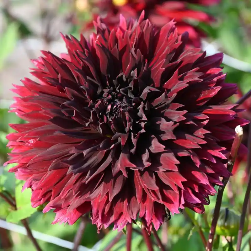 Nieuw binnengekomen | Dahlia ‘Black Touch‘