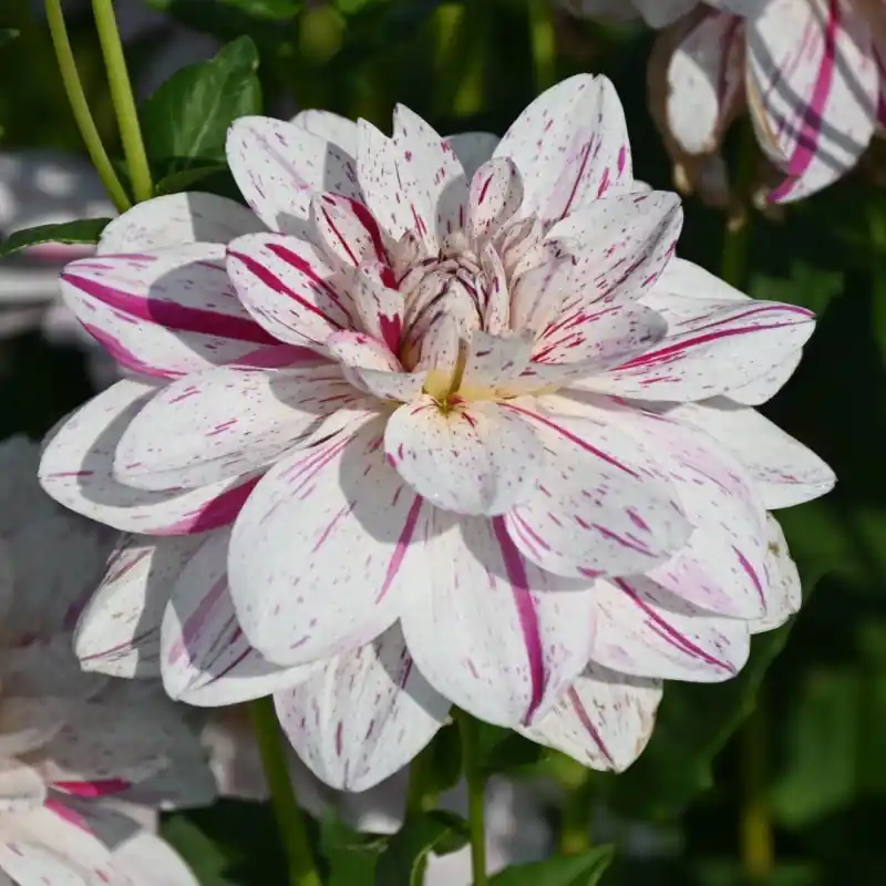 Online bestelbaar | Dahlia ‘Bright Diamond‘