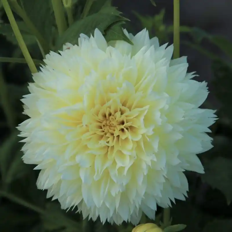 Laatste kans | Dahlia ‘Canary Fubuki‘